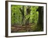 Old trees in the Urwald Sababurg, Reinhardswald, Hessia, Germany-Michael Jaeschke-Framed Photographic Print