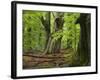 Old trees in the Urwald Sababurg, Reinhardswald, Hessia, Germany-Michael Jaeschke-Framed Photographic Print