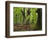 Old trees in the Urwald Sababurg, Reinhardswald, Hessia, Germany-Michael Jaeschke-Framed Photographic Print