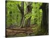 Old trees in the Urwald Sababurg, Reinhardswald, Hessia, Germany-Michael Jaeschke-Stretched Canvas