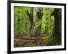 Old trees in the Urwald Sababurg, Reinhardswald, Hessia, Germany-Michael Jaeschke-Framed Photographic Print