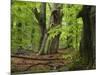 Old trees in the Urwald Sababurg, Reinhardswald, Hessia, Germany-Michael Jaeschke-Mounted Photographic Print