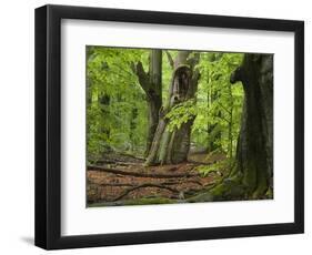 Old trees in the Urwald Sababurg, Reinhardswald, Hessia, Germany-Michael Jaeschke-Framed Photographic Print