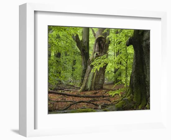 Old trees in the Urwald Sababurg, Reinhardswald, Hessia, Germany-Michael Jaeschke-Framed Photographic Print