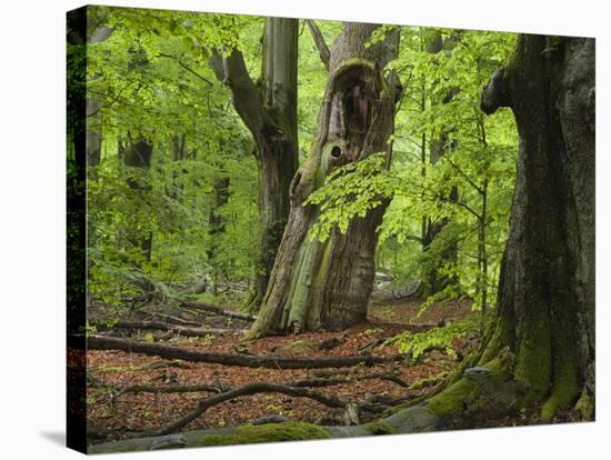 Old trees in the Urwald Sababurg, Reinhardswald, Hessia, Germany-Michael Jaeschke-Stretched Canvas