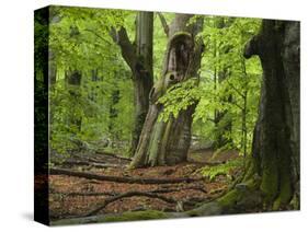 Old trees in the Urwald Sababurg, Reinhardswald, Hessia, Germany-Michael Jaeschke-Stretched Canvas