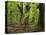 Old trees in the Urwald Sababurg, Reinhardswald, Hessia, Germany-Michael Jaeschke-Stretched Canvas