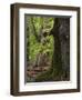 Old trees in the Urwald Sababurg, Reinhardswald, Hessia, Germany-Michael Jaeschke-Framed Photographic Print