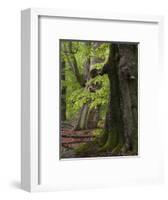 Old trees in the Urwald Sababurg, Reinhardswald, Hessia, Germany-Michael Jaeschke-Framed Photographic Print