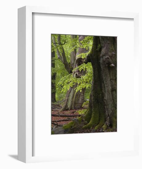 Old trees in the Urwald Sababurg, Reinhardswald, Hessia, Germany-Michael Jaeschke-Framed Photographic Print