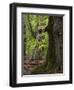 Old trees in the Urwald Sababurg, Reinhardswald, Hessia, Germany-Michael Jaeschke-Framed Photographic Print