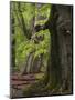 Old trees in the Urwald Sababurg, Reinhardswald, Hessia, Germany-Michael Jaeschke-Mounted Photographic Print