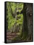 Old trees in the Urwald Sababurg, Reinhardswald, Hessia, Germany-Michael Jaeschke-Framed Stretched Canvas
