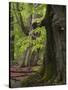 Old trees in the Urwald Sababurg, Reinhardswald, Hessia, Germany-Michael Jaeschke-Stretched Canvas