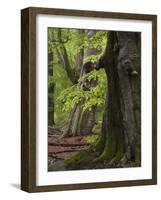 Old trees in the Urwald Sababurg, Reinhardswald, Hessia, Germany-Michael Jaeschke-Framed Photographic Print