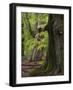 Old trees in the Urwald Sababurg, Reinhardswald, Hessia, Germany-Michael Jaeschke-Framed Photographic Print