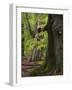 Old trees in the Urwald Sababurg, Reinhardswald, Hessia, Germany-Michael Jaeschke-Framed Photographic Print