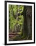 Old trees in the Urwald Sababurg, Reinhardswald, Hessia, Germany-Michael Jaeschke-Framed Photographic Print