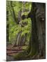 Old trees in the Urwald Sababurg, Reinhardswald, Hessia, Germany-Michael Jaeschke-Mounted Photographic Print