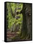 Old trees in the Urwald Sababurg, Reinhardswald, Hessia, Germany-Michael Jaeschke-Framed Stretched Canvas