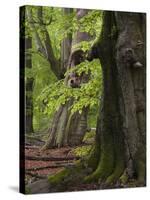 Old trees in the Urwald Sababurg, Reinhardswald, Hessia, Germany-Michael Jaeschke-Stretched Canvas