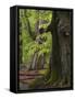 Old trees in the Urwald Sababurg, Reinhardswald, Hessia, Germany-Michael Jaeschke-Framed Stretched Canvas