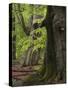 Old trees in the Urwald Sababurg, Reinhardswald, Hessia, Germany-Michael Jaeschke-Stretched Canvas