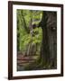 Old trees in the Urwald Sababurg, Reinhardswald, Hessia, Germany-Michael Jaeschke-Framed Photographic Print