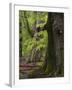 Old trees in the Urwald Sababurg, Reinhardswald, Hessia, Germany-Michael Jaeschke-Framed Photographic Print