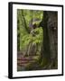 Old trees in the Urwald Sababurg, Reinhardswald, Hessia, Germany-Michael Jaeschke-Framed Photographic Print