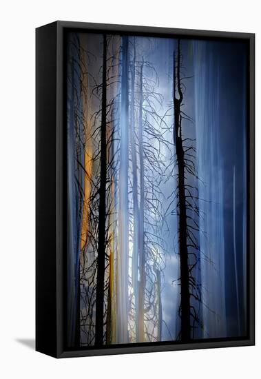 Old Trees-Ursula Abresch-Framed Stretched Canvas