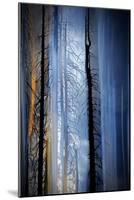 Old Trees-Ursula Abresch-Mounted Photographic Print