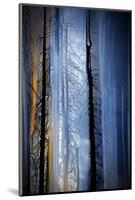 Old Trees-Ursula Abresch-Mounted Photographic Print