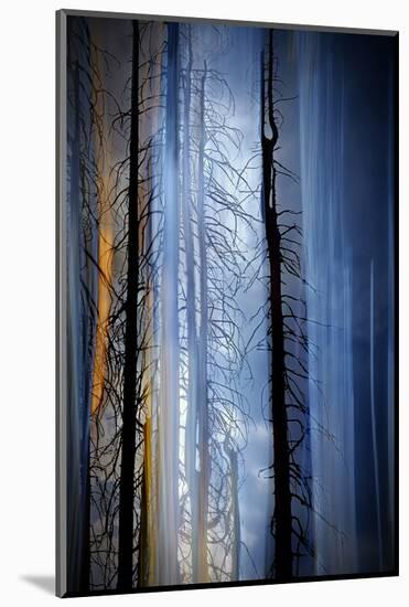 Old Trees-Ursula Abresch-Mounted Photographic Print