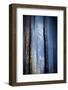 Old Trees-Ursula Abresch-Framed Premium Photographic Print