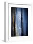 Old Trees-Ursula Abresch-Framed Premium Photographic Print