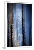 Old Trees-Ursula Abresch-Framed Premium Photographic Print