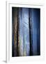 Old Trees-Ursula Abresch-Framed Photographic Print