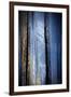 Old Trees-Ursula Abresch-Framed Photographic Print