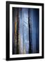 Old Trees-Ursula Abresch-Framed Photographic Print