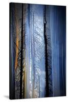 Old Trees-Ursula Abresch-Stretched Canvas