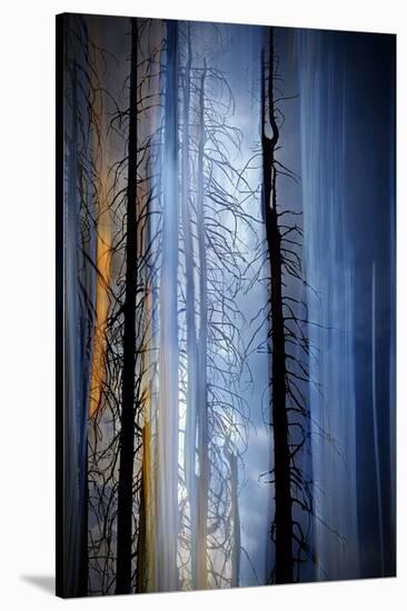 Old Trees-Ursula Abresch-Stretched Canvas