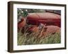 Old Truck in Grassy Field, Whitman County, Washington, USA-Julie Eggers-Framed Photographic Print