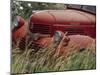 Old Truck in Grassy Field, Whitman County, Washington, USA-Julie Eggers-Mounted Photographic Print