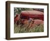 Old Truck in Grassy Field, Whitman County, Washington, USA-Julie Eggers-Framed Photographic Print