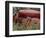 Old Truck in Grassy Field, Whitman County, Washington, USA-Julie Eggers-Framed Photographic Print