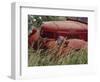 Old Truck in Grassy Field, Whitman County, Washington, USA-Julie Eggers-Framed Photographic Print