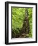 Old trunk of a beech in the Urwald Sababurg, Reinhardswald, Hessia, Germany-Michael Jaeschke-Framed Photographic Print