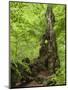 Old trunk of a beech in the Urwald Sababurg, Reinhardswald, Hessia, Germany-Michael Jaeschke-Mounted Photographic Print