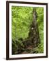 Old trunk of a beech in the Urwald Sababurg, Reinhardswald, Hessia, Germany-Michael Jaeschke-Framed Photographic Print